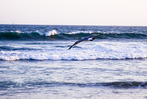 California Ocean California Ocean