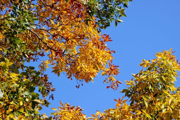 Fall Leaves Fall Leaves