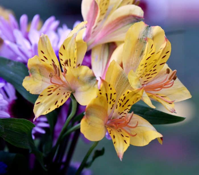 Flowers Flowers