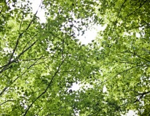 The Woods