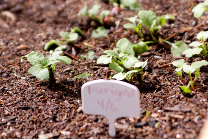 Radishes in the square foot garden