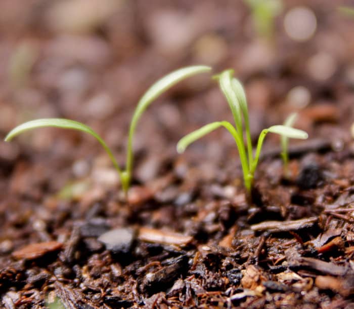 Carrots in a square foot garden