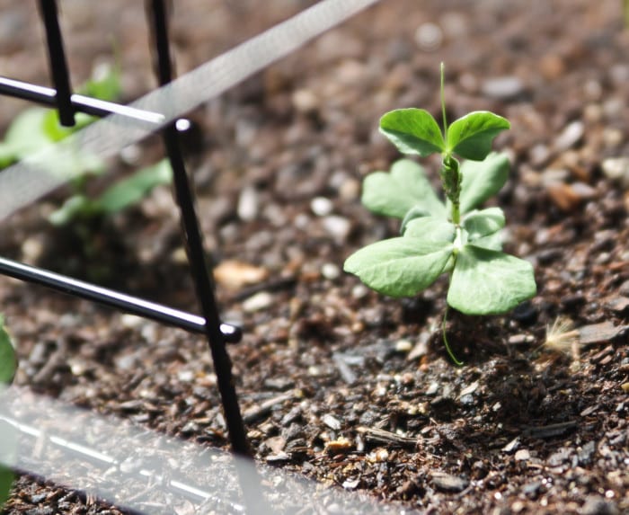 Peas in a Square Foot Garden
