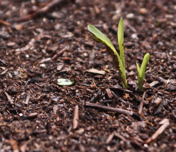 Corn in the Square Foot Garden