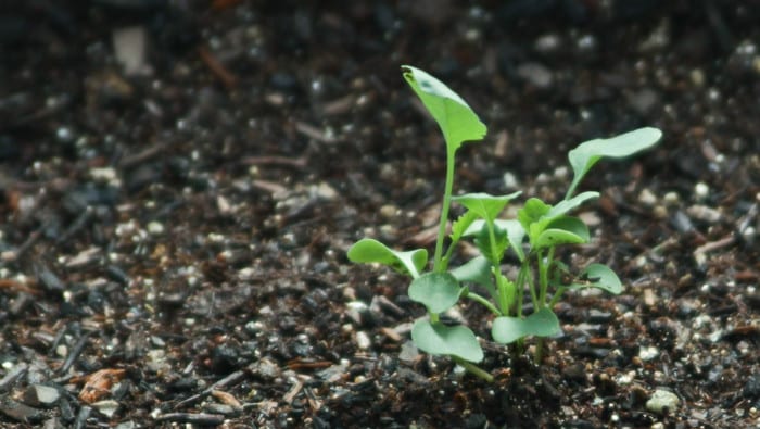 Broccoli in a square foot garden