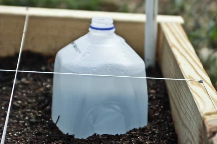 milk jug watering system
